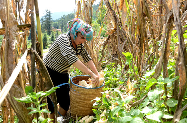 Bánh ngô Sapa món ăn trứ danh miền sơn cước