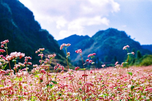 Sapa tháng 11 cùng du khách lạc vào chốn bồng lai